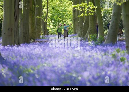 Wanderer genießen heute die Blauglocken im Wanstead Park im Nordosten Londons, während Großbritannien weiterhin im Lockdown bleibt, um die Ausbreitung des Coronavirus einzudämmen. PA-Foto. Bilddatum: Montag, 13. April 2020. Siehe PA Geschichte GESUNDHEIT Coronavirus. Foto-Kredit sollte lauten: Stefan Rousseau/PA Wire Stockfoto