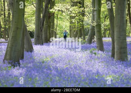 Wanderer genießen heute die Blauglocken im Wanstead Park im Nordosten Londons, während Großbritannien weiterhin im Lockdown bleibt, um die Ausbreitung des Coronavirus einzudämmen. PA-Foto. Bilddatum: Montag, 13. April 2020. Siehe PA Geschichte GESUNDHEIT Coronavirus. Foto-Kredit sollte lauten: Stefan Rousseau/PA Wire Stockfoto