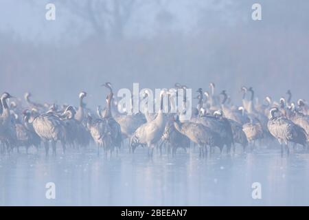 Schar von Kräne / eurasischen Kranich (Grus Grus) Gruppe ruht in seichtem Wasser während dichten frühen Morgennebel im Herbst / Herbst Stockfoto