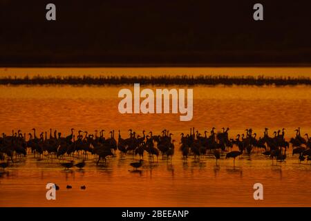 Schar von Kräne / eurasischen Kranich (Grus grus) Gruppe ruht in seichtem Wasser, silhouetted bei Sonnenuntergang im Herbst / Herbst Stockfoto