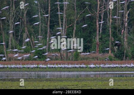 Herde von Kräne / eurasischen Kranich (Grus Grus) Gruppe Ruhe in Sumpfland im Herbst / Herbst, Vorpommern Lagune Area NP, Deutschland Stockfoto