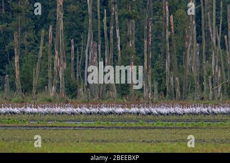 Herde von Kräne / eurasischen Kranich (Grus Grus) Gruppe Ruhe in Sumpfland im Herbst / Herbst, Vorpommern Lagune Area NP, Deutschland Stockfoto