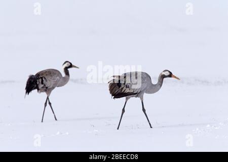 Zwei Kraniche / Eurasischer Kranich (Grus grus), der im Winter / Frühjahr im Schnee auf Nahrungssuche geht Stockfoto