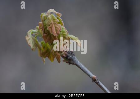 Post Oak, Quercus stellata, lässt sich im Frühling öffnen Stockfoto