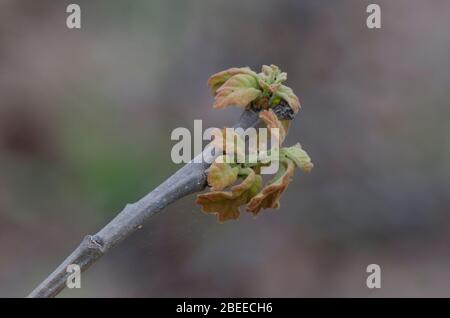 Post Oak, Quercus stellata, lässt sich im Frühling öffnen Stockfoto
