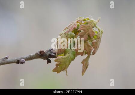 Post Oak, Quercus stellata, lässt sich im Frühling öffnen Stockfoto