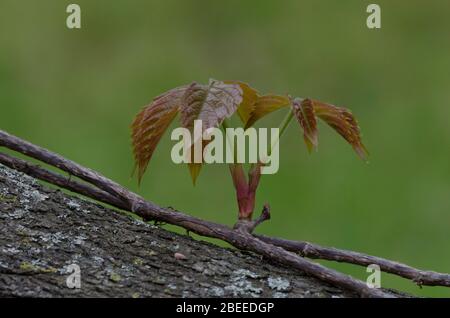 Virginia Creeper, Parthenocissus quinquefolia, Blätter im Frühjahr und wächst bis Eastern Redbud, Cercis canadensis, Zweig Stockfoto