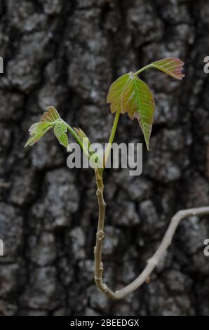 Poison Ivy, Toxicodendron radicans, Blätter im Frühjahr entstehen und aufwachsen Blackjack Eiche, Quercus marilandica Stockfoto