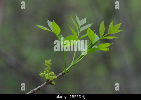 Grüne Esche, Fraxinus pennsylvanica, Blüten und Blätter öffnen sich im Frühjahr Stockfoto
