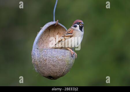Eurasischer Sperling (Passer montanus) auf Kokos-Futterhäuschen / Vogelfutterhäuschen im Garten im Winter Stockfoto