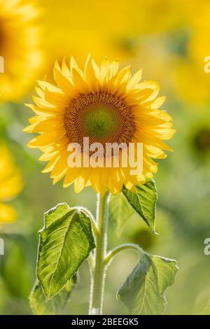 Eine Sonnenblume mit Hintergrundbeleuchtung in der Provence, Frankreich Stockfoto