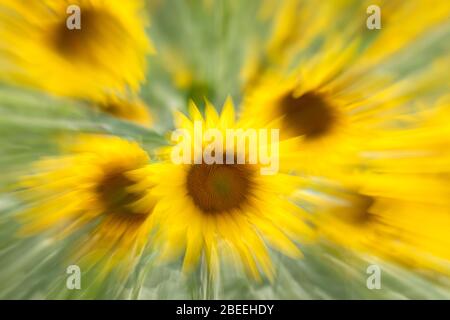 Ein Zoom-Ausbruch eines Sonnenblumenfeldes in der Provence, Frankreich Stockfoto