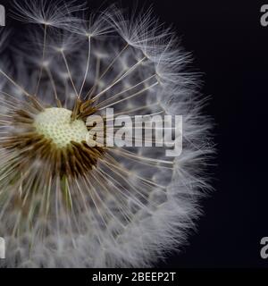 Löwenzahn auf schwarzem Hintergrund Stockfoto