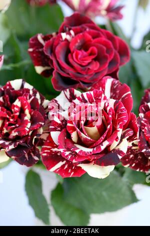 Ein schöner Strauß roter Rosen ein schöner Strauss roter Rosen Stockfoto