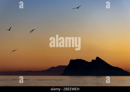 Vögel fliegen um Gibraltar, gesehen bei Sonnenuntergang vom Alcaidesa Strand in Spanien Stockfoto