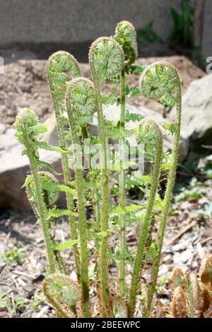 Ein Farn (Pteridophyta) beim ersten Sprießen im Frühjahr ein Farn (Pteridophyta) beim ersten Austreiben im Frühling Stockfoto