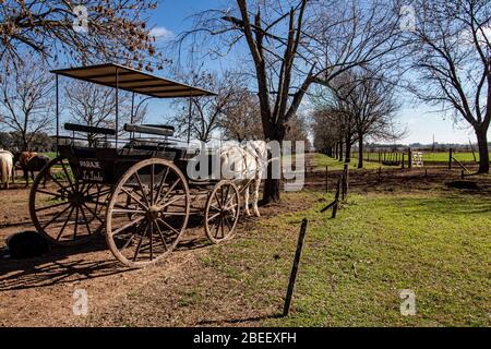 Pferd und Wagen, Estancia Ombu, San Antonio de Areco, Argentinien Stockfoto