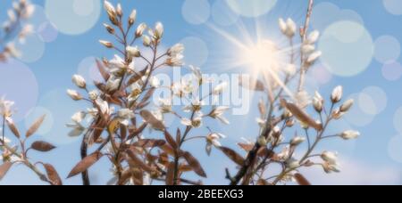 Amelanchier, weiße Frühlingsblüte vor blauem Himmel Hintergrund. Serviceberry-, Schattenbusch- oder Jungbeerblüten. Stockfoto