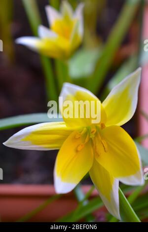 Sternförmige Blüten Ihre Blätter bilden Rosette Botanische Tulpe tarda mit drei Blüten auf einem Stamm blühen sie lange Zeit seit dem frühen Frühjahr Stockfoto