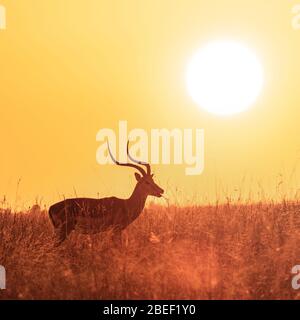 Männliche Impala grast bei Sonnenaufgang im üppigen Rothafengras der Masai Mara, Kenia. Stockfoto