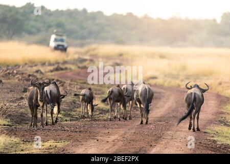 Gnus auf einer Feldstraße in der Masai Mara, Kenia, im frühen Morgenlicht. Im Hintergrund ist ein Safari-Fahrzeug zu sehen. Stockfoto