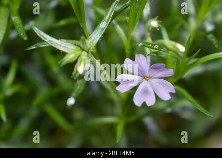 Phlox subulata blauen Smaragd Kissen hat blassen Lavendelblüten, die das Laub im Frühjahr zieht Schmetterlinge ideal für felsige Bereiche Hänge zu decken Stockfoto
