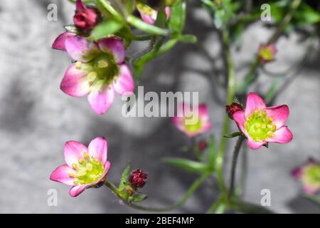 Touran Scharlach ist niedrig Kissen bis Hügel bilden immergrüne mehrjährige mit nadelartigen Blättern. Im Frühjahr Stängel tragen rote Tasse geformt gelben Zentrum Blüten. Stockfoto