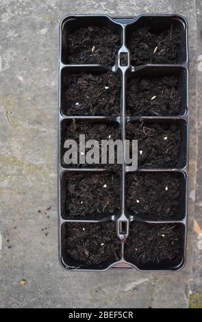 Gemüse leicht aus Samen zu wachsen Kirschsortenvoll aromatisierte Rindersteak Tomate und Zucchini. Britische Zuchtpflanzen haben buschige Angewohnheit, die runde Früchte hervorbringen Stockfoto