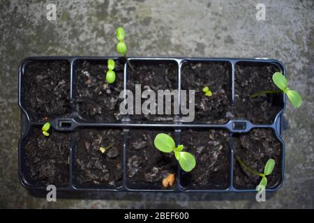 Sonnenblumenkeimlinge Helianthus annuus ist krautige Einjahrespflanze in der Familie der Asteraceae Gelbe Blume hat einen dicken haarigen Stamm, der zu einer Blüte führt Stockfoto