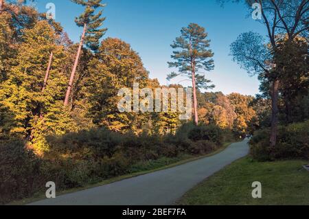 Ein asphaltierter Fußweg entlang eines Parks mit Herbstbäumen mit gelben Foiliage und grünen Rasenflächen. Stockfoto