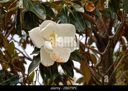 Südliche Magnolienblüte, Nahaufnahme, Baumblume, cremige weiße, gelbe Staubblätter, Magnolia grandiflora, Mississippi und Louisiana State Flower; duftend Stockfoto