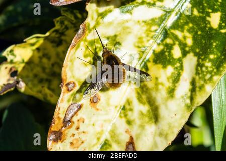 Eine große Bienenfliege aka dunkel umrandete Bienenfliege, Bombylius Major, ruht auf dem Blatt eines gefleckten Lorbeer Stockfoto