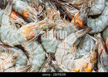 Frische rohe Garnelen. Florianopolis, Santa Catarina, Brasilien. Stockfoto