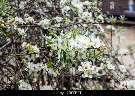 Die weiße Blüte und die silbernen Blätter der Weidenblättrigen Birne, auch bekannt als Trauerbirne, Pyrus salicifolia Stockfoto