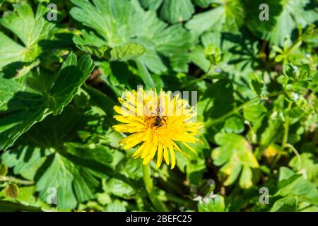 Eine Biene oder Schwebfliege, die von einer Löwenzahn-Blume, Taraxacum officinale, vor einem Hintergrund von grünen Blättern ernährt wird Stockfoto