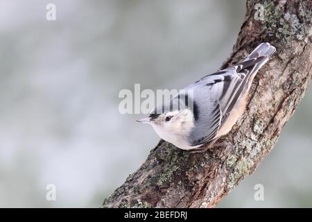 Weiblicher Weißbrustfilet, der im Winter auf einem Ast bumst Stockfoto