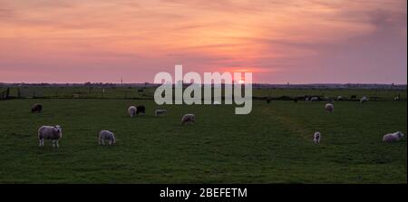 Silhouetten von Schafen und Lämmern in holländischen grünen Wiese bei Sonnenuntergang mit buntem Himmel Stockfoto