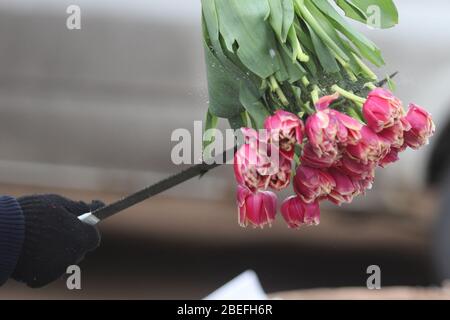 Ein Florist zerstört seine unverkauften Blumen, während er sie verfügt.Blumenhändler erleiden schwere Verluste, da die Nachfrage nach Blumen um mindestens 80% im Vergleich zur gleichen Saison im letzten Jahr sinkt. Dies ist auf die Verbreitung des COVID-19 Coronavirus zurückzuführen und gesellschaftliche Versammlungen werden von der Regierung abgeraten. Stockfoto