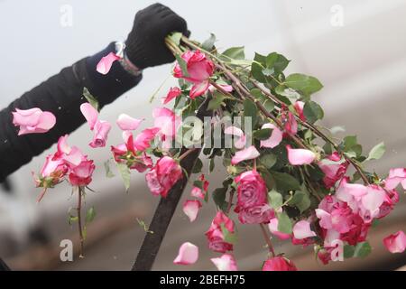 Ein Florist zerstört seine unverkauften Blumen, während er sie verfügt.Blumenhändler erleiden schwere Verluste, da die Nachfrage nach Blumen um mindestens 80% im Vergleich zur gleichen Saison im letzten Jahr sinkt. Dies ist auf die Verbreitung des COVID-19 Coronavirus zurückzuführen und gesellschaftliche Versammlungen werden von der Regierung abgeraten. Stockfoto