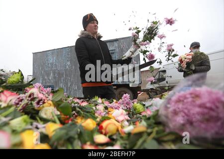 Ein Florist verfügt über seine unverkauften Blumen. Blumenhändler leiden unter schweren Verlusten, da die Nachfrage nach Blumen im Vergleich zur gleichen Saison im vergangenen Jahr um mindestens 80% sinkt. Dies ist auf die Verbreitung des COVID-19 Coronavirus zurückzuführen und gesellschaftliche Versammlungen werden von der Regierung abgeraten. Stockfoto