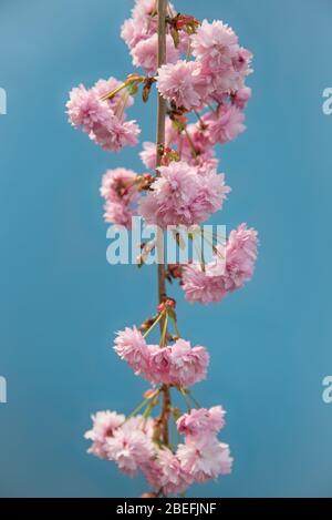 Die zarte rosa Blüte auf dem Ast eines blühenden Kirschbaums in einem englischen Landgarten auf blauem Hintergrund mit Kopierraum Stockfoto