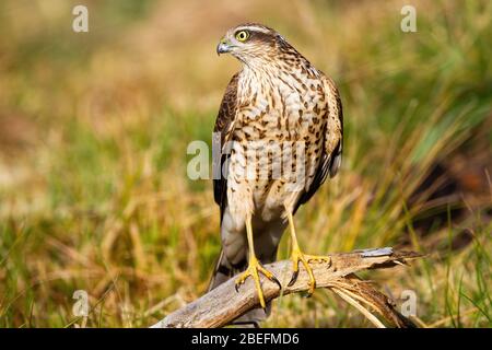 Interessierte eurasische Sparrowhawk in der Natur mit Gras im Hintergrund beiseite schauen Stockfoto