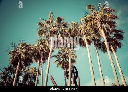 Palme an sonnigen Tag mit blauem Himmel Hintergrund. Stockfoto