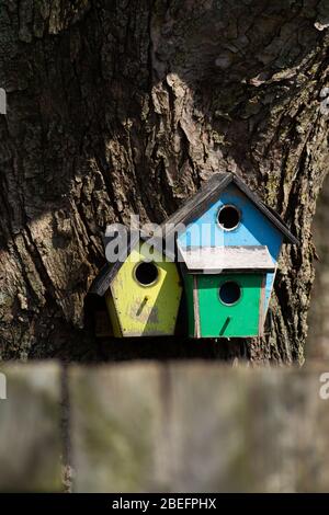 Verwittertes Vogelhaus aus Holz auf Baum im Garten. Stockfoto