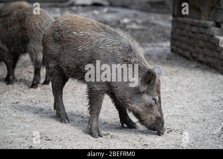 Wildschweine in einem Korral Stockfoto