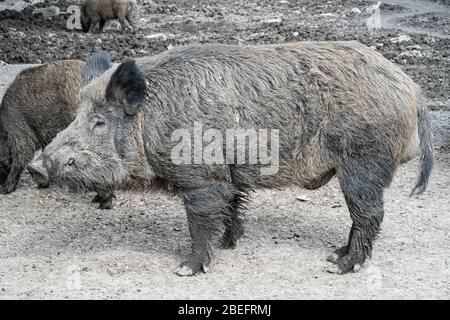 Wildschweine in einem Korral Stockfoto