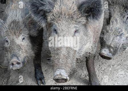 Wildschweine in einem Korral Stockfoto