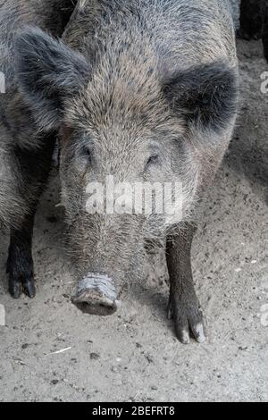 Wildschweine in einem Korral Stockfoto