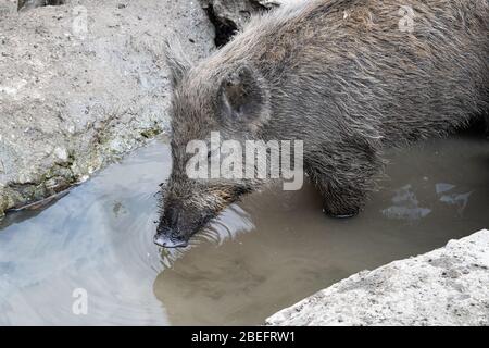 Wildschweine in einem Korral Stockfoto