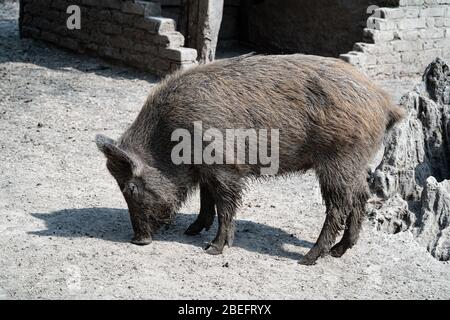 Wildschweine in einem Korral Stockfoto